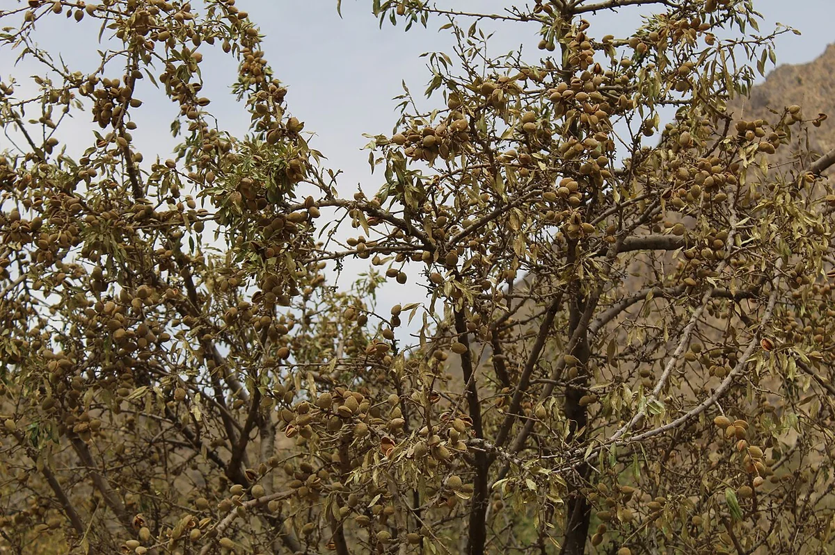 بادام مامرایی در دسر و مربا — مجله دلیچه
