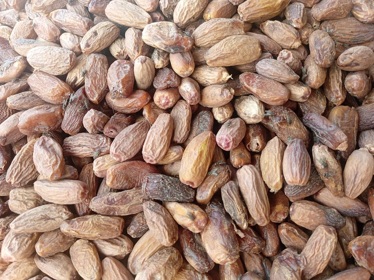 قیمت خرما مضافتی - مجله دلیچه