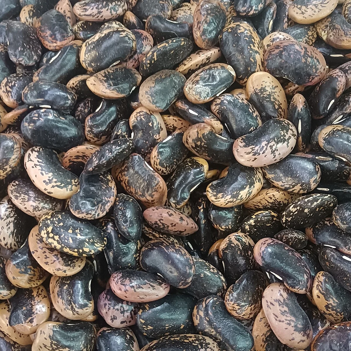 دستور خوراک لوبیا قرمز — نسخه سریع — دستور پخت دلیچه